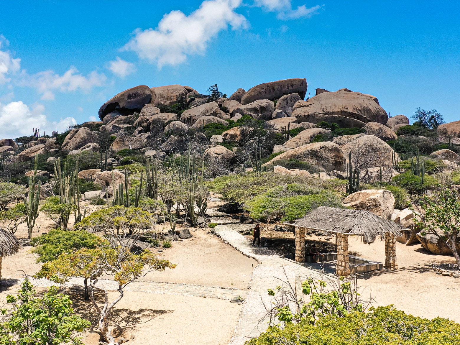 a group of palm trees on a rock