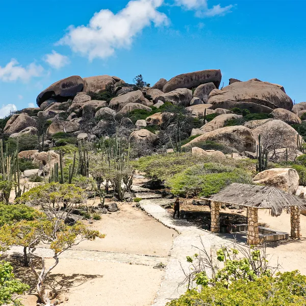 a group of palm trees on a rock