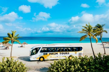 a bus parked in front of a palm tree on a beach