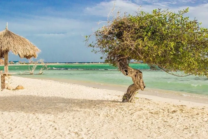 a bird sitting on top of a sandy beach