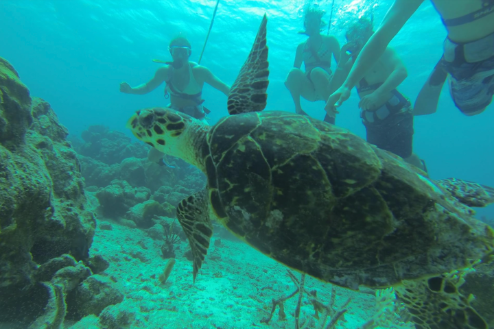 a turtle swimming under water