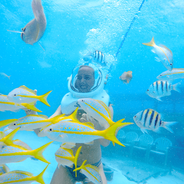 a bird swimming in water