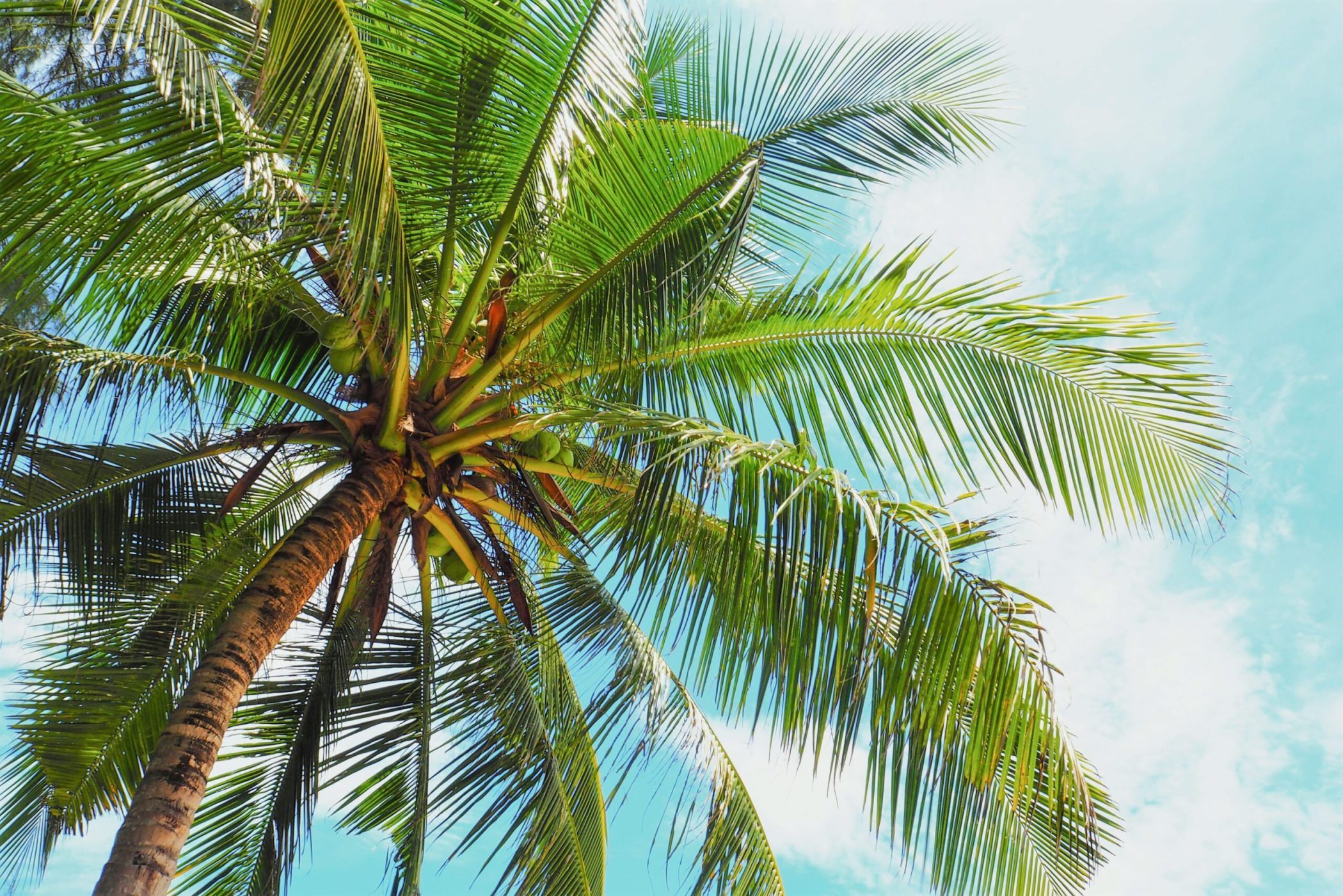Solicitud de Donación Benéfica | De Palm Tours Aruba