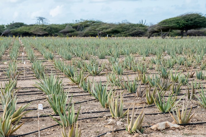 Aloe plantation